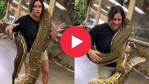 Python Snake Viral Video