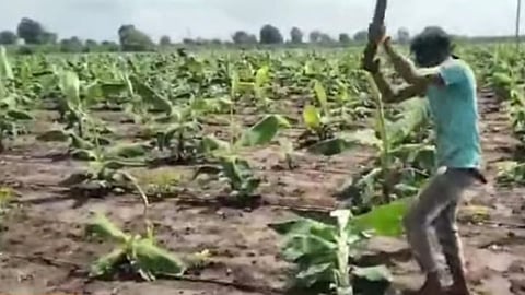 Banana Crop