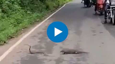 Snake and Mongoose Video