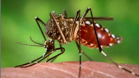 Dengue Disease