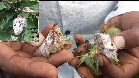 Cotton Agriculture News