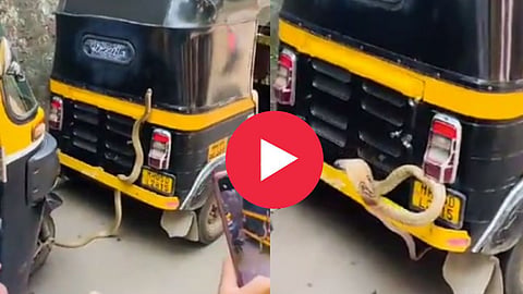 Snake In Auto