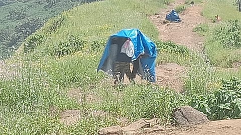Rajgad Bees Attack