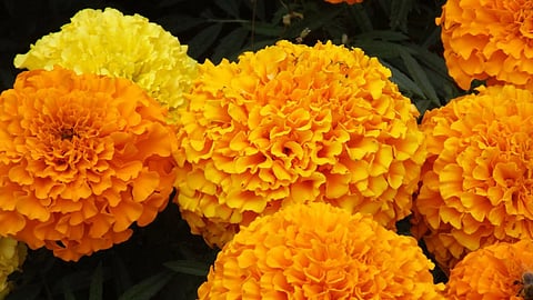 Marigold Flowers