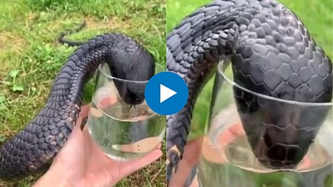 Black King Cobra Viral Video