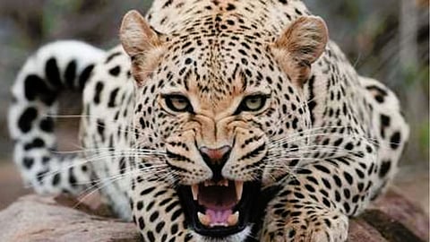 Leopard Attack