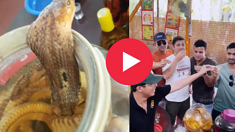 Snake Wine Viral Video