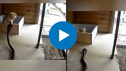 Snake Viral Video