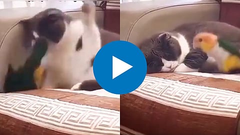 Cat And Parrot Fight