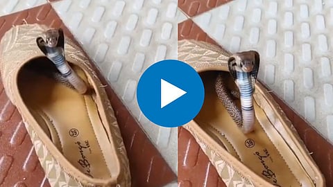 Cobra In Shoes