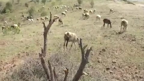 drought