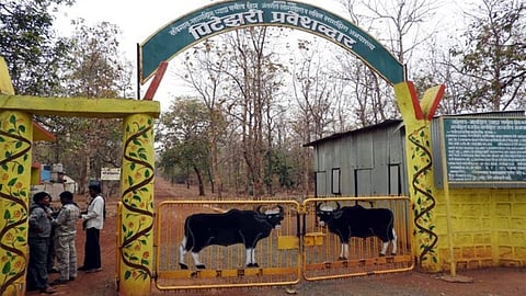 navegaon nagzira tiger reserve project opened for tourists 