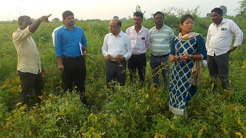 Wardha, panchnama of soyabean loss
