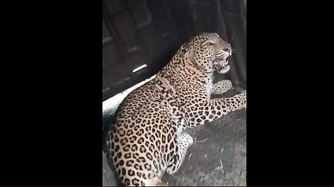 leopard, nashik news