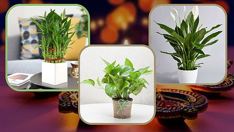 Lucky Plants 