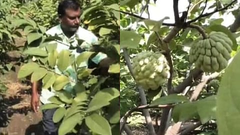 nanded farmer earns 2.5 lakh per year from sitaphal garden