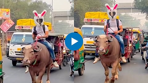 Man Sitting on Buffalo Viral Video