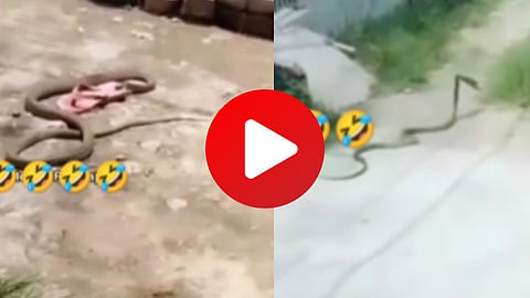 Snake Theft Sandal