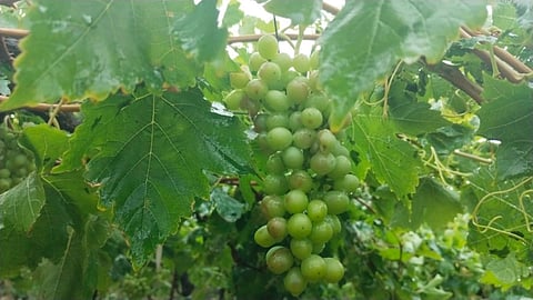 unseasonal rain & hail damage grape vineyards in nashik
