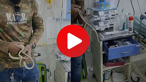 Snake In ICU