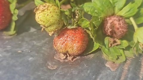 Mahabaleshwar Strawberry News