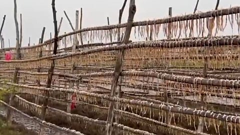 unseasonal rain hits palghar fishermen demands help from maharashtra government