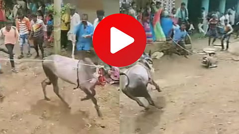 Bull Viral Video