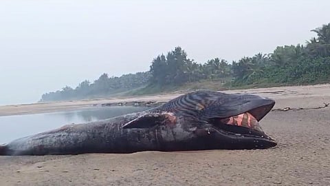 Ratnagiri News What exactly caused the death of the whale fish forest department shocking information