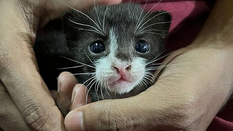 Cat Adoption in kalyan