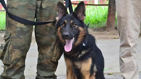 Sniffer Dog