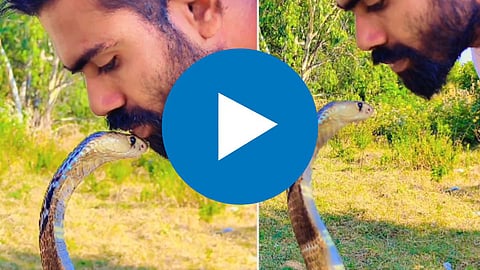Snake Viral Video