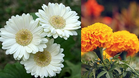 marigold shevanti flowers prices slashed in shirur
