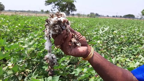 Cotton Crop Destroy