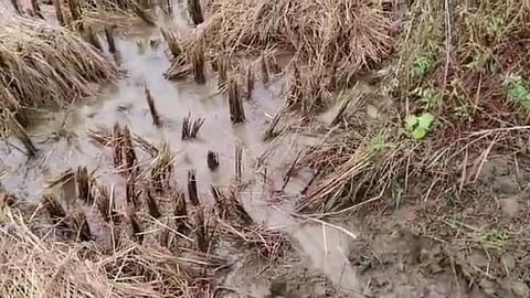 crops on 2532 hectares damaged by unseasonal rain in bhandara