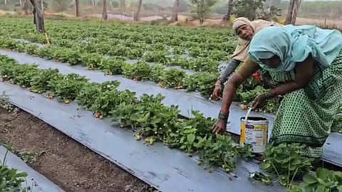mahabaleshwar strawberry price may slash know the reason
