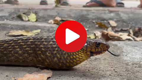 Snake Eaten Plastic Bag