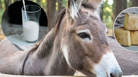 donkey milk gets 20 thousand rupees per litre in latur 