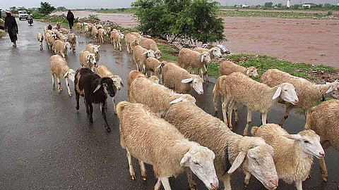 lightning cause 20 sheep dies in balapur near akola