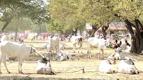 janavarancha bazar in pandharpur