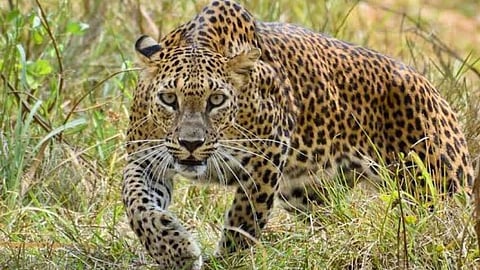 leopard attack on 4 year old girl in wagholi pune District