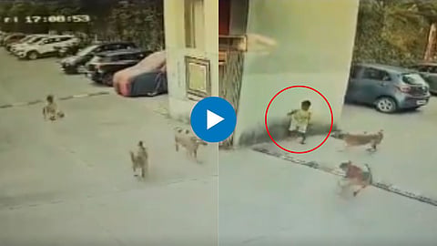 Pune Dog Attack on Child Viral Video

