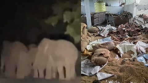 Gondia News Elephants 