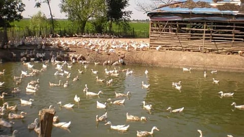 Duck farming