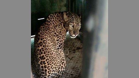 Nashik News Leopard