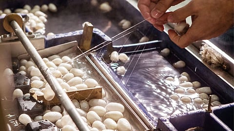 sericulture