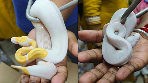 Wildlife Snake smuggling