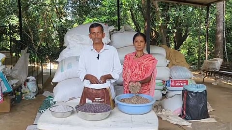 blue rice farming by lahu phale in mulshi
