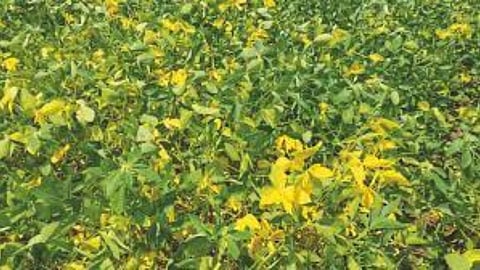 Yellow Mosaic Affected Soybean Crop