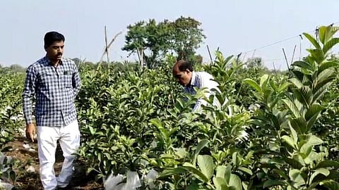 Guava Farm From Pandharpur