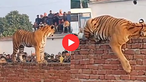 Tiger enters village in Uttar Pradesh Pilibhit sleeps on a wall  rescued by forest officers later Watch Viral Video 